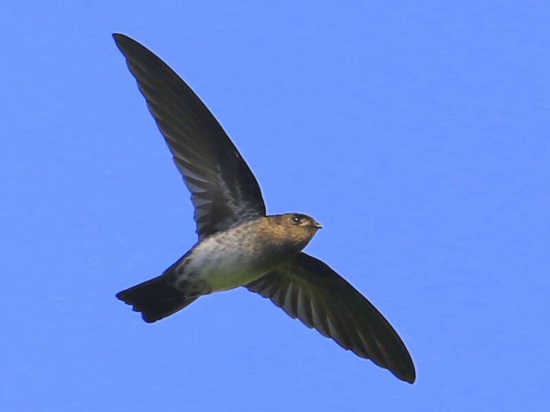 Cave Swiftlet, Photos 3