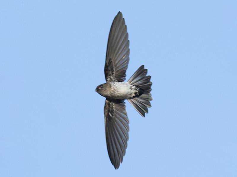 Cave Swiftlet, Photos 4