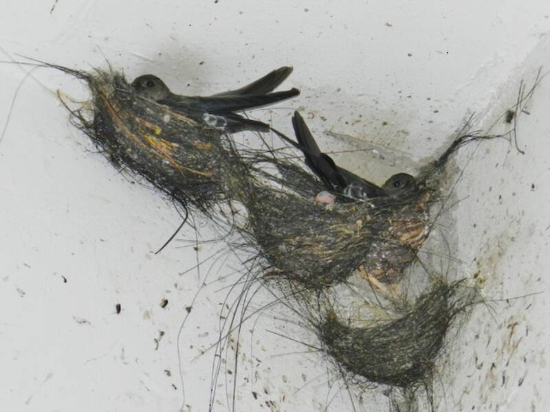 Cave Swiftlet, Photos 2