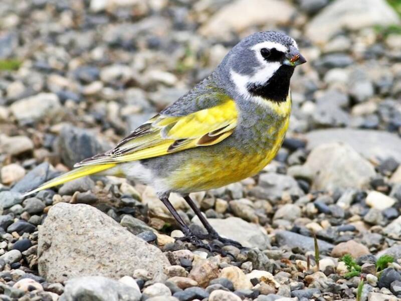 White-bridled Finch, Photos 3