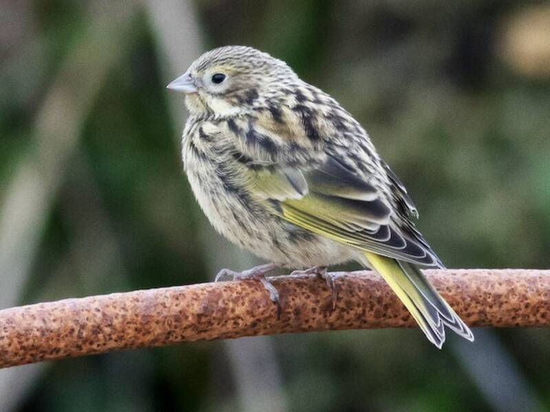 White-bridled Finch, Photos 2