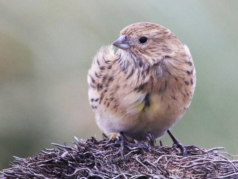 White-bridled Finch, Photos 4