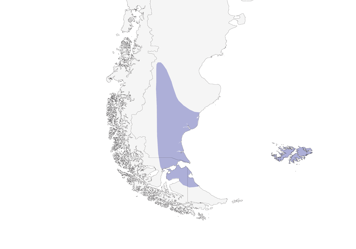 White-bridled Finch, Distribution 1