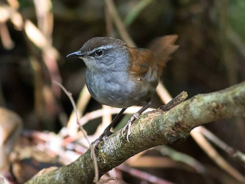 Locustella di Sulawesi, Foto 2