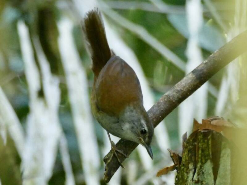 Locustella di Sulawesi