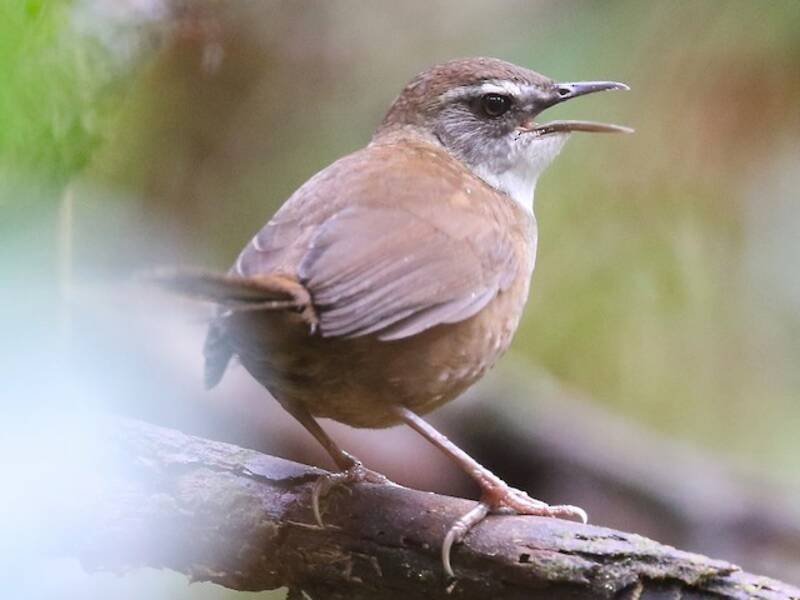 Buru Bush Warbler, Photos 3