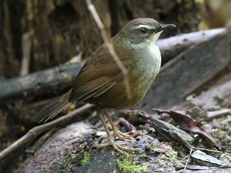 Buru Bush Warbler, Photos 2