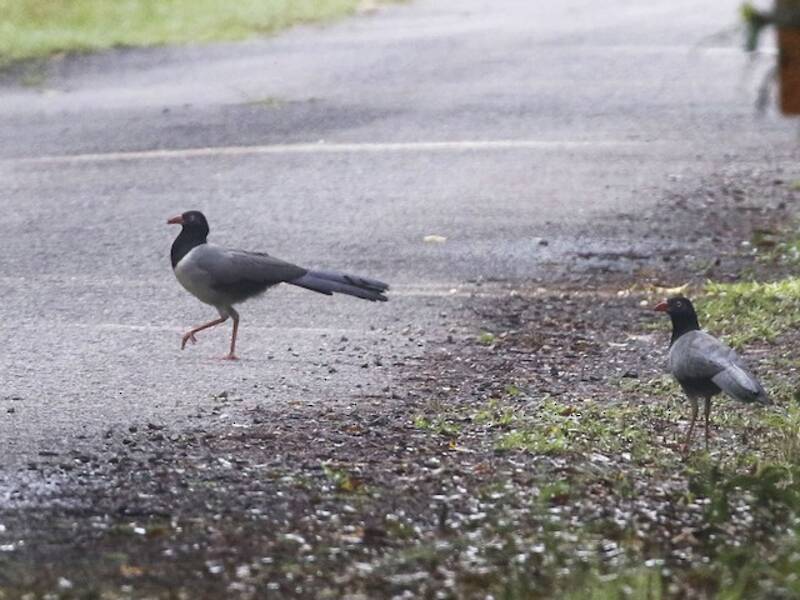 Cuculo terricolo dal becco corallino, Foto 4