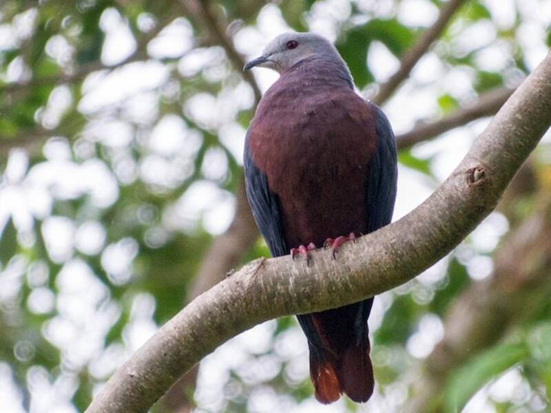 Chestnut-bellied Imperial-Pigeon, Photos 3