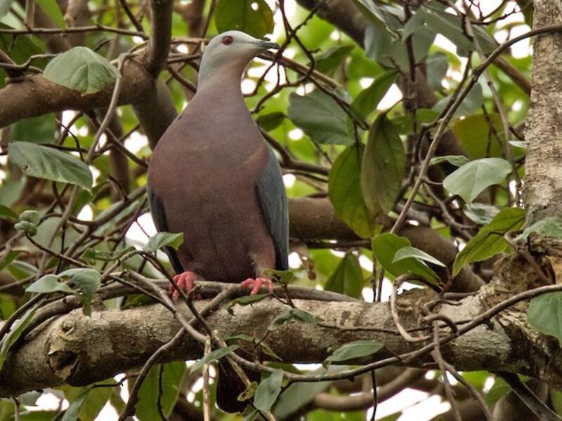 Chestnut-bellied Imperial-Pigeon, Photos 4