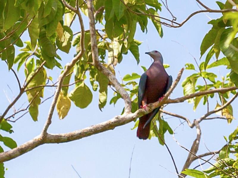 Chestnut-bellied Imperial-Pigeon, Photos 2