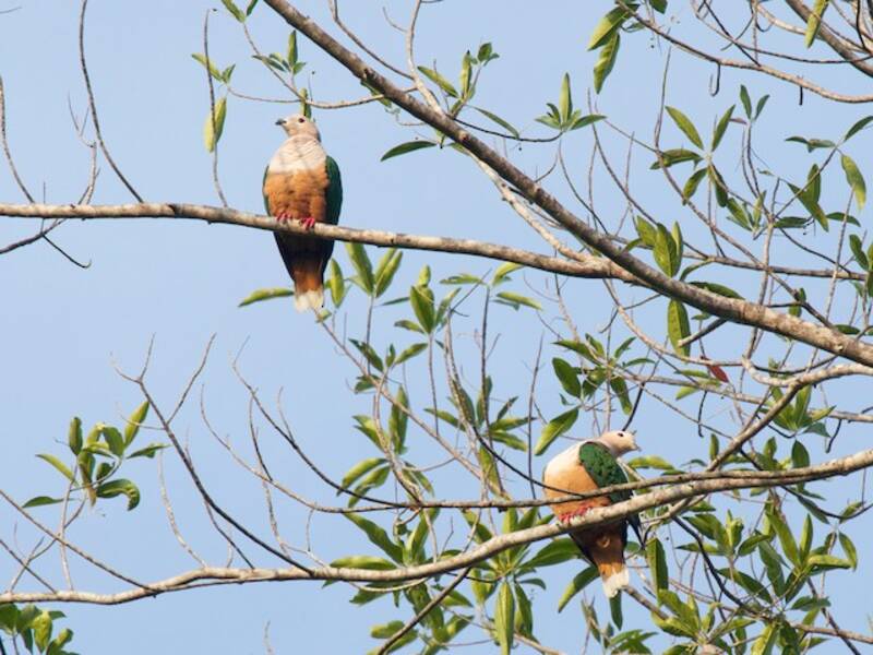 Cinnamon-bellied Imperial-Pigeon