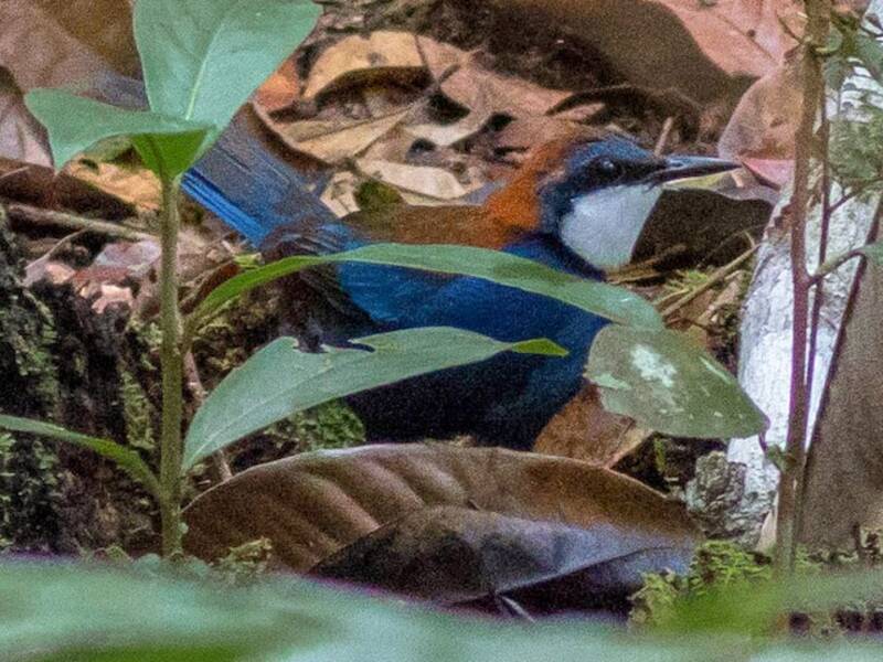 Chestnut-backed Jewel-babbler, Photos 2
