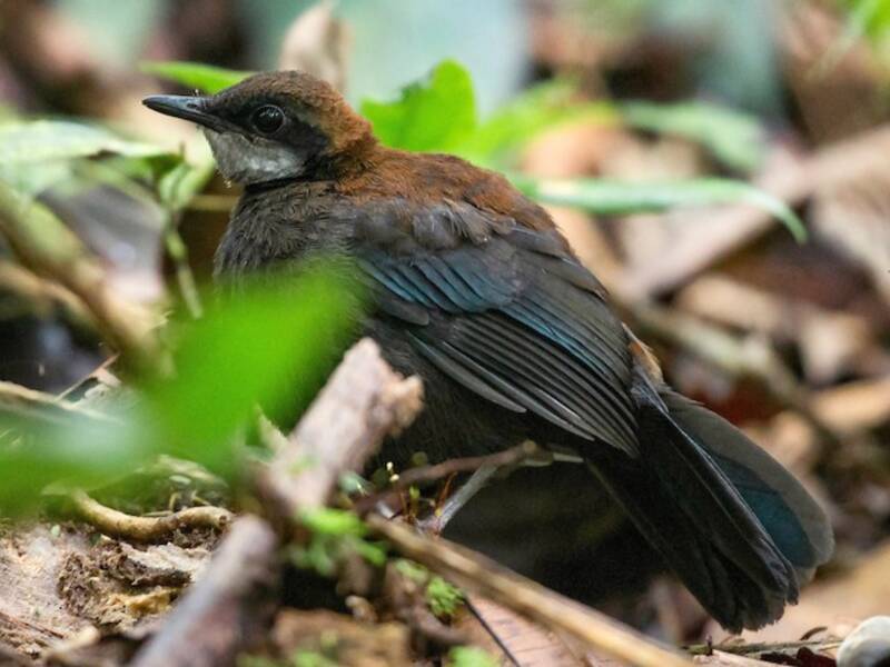 Chestnut-backed Jewel-babbler, Photos 3