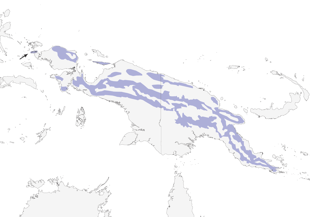 Chestnut-backed Jewel-babbler, Distribution 1