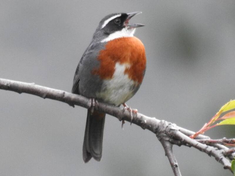 Chestnut-breasted Mountain Finch, Photos 3