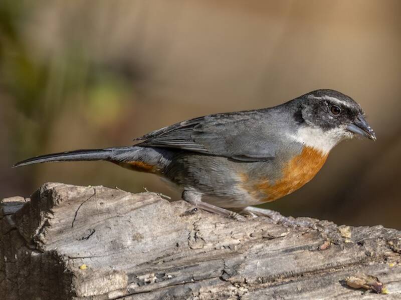 Chestnut-breasted Mountain Finch