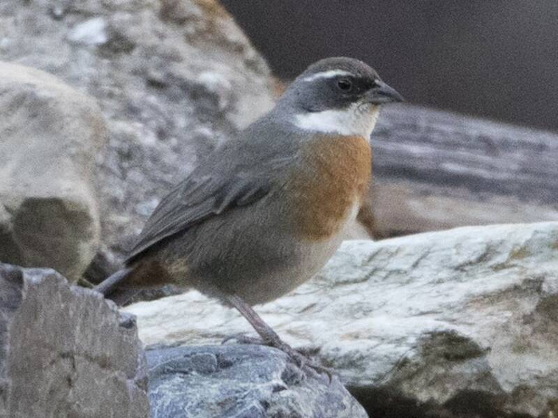 Chestnut-breasted Mountain Finch, Photos 2