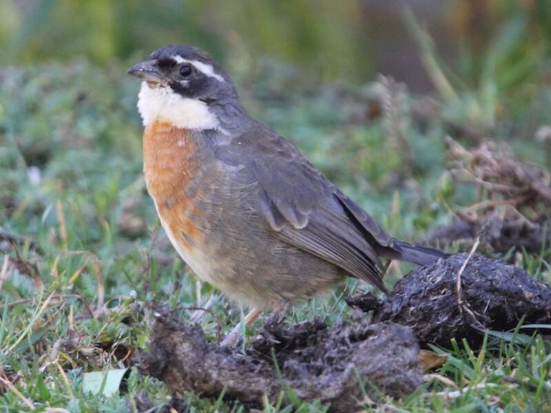Chestnut-breasted Mountain Finch, Photos 4