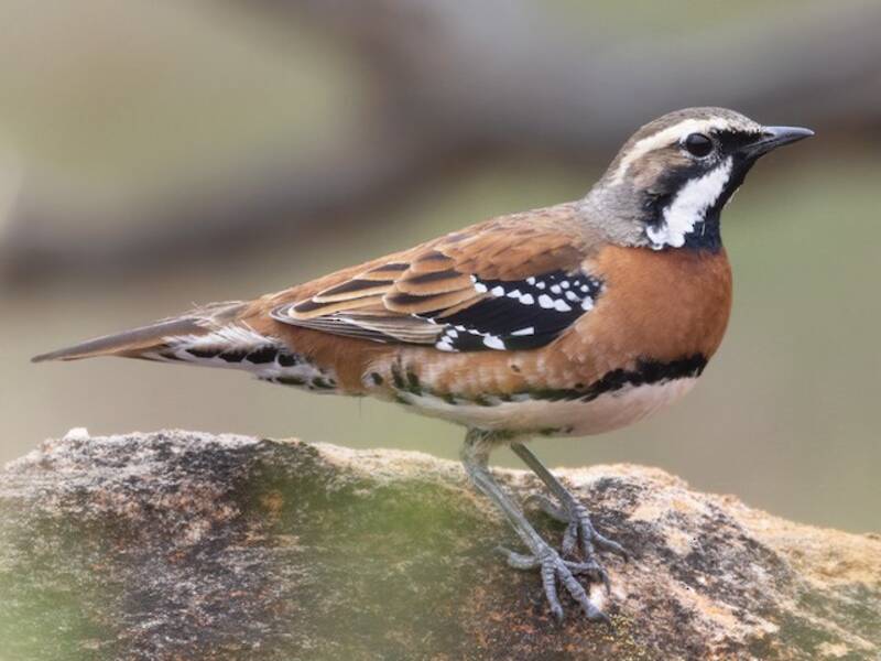 Chestnut-breasted Quail-thrush, Photos 4