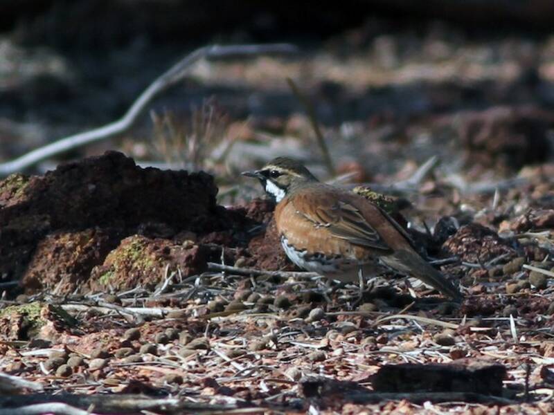 Chestnut-breasted Quail-thrush, Photos 3
