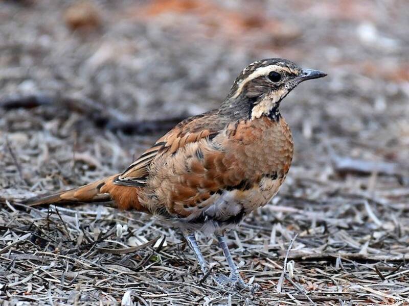 Chestnut-breasted Quail-thrush, Cinclosoma castaneothorax
