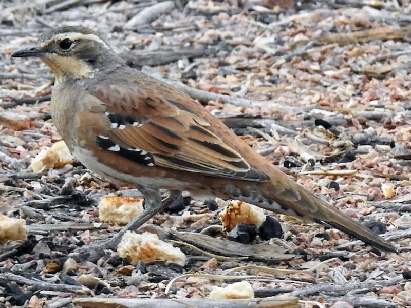 Chestnut-breasted Quail-thrush, Photos 2