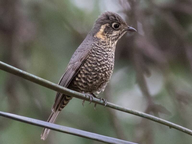 Roquero Ventricastaño, Fotos 4