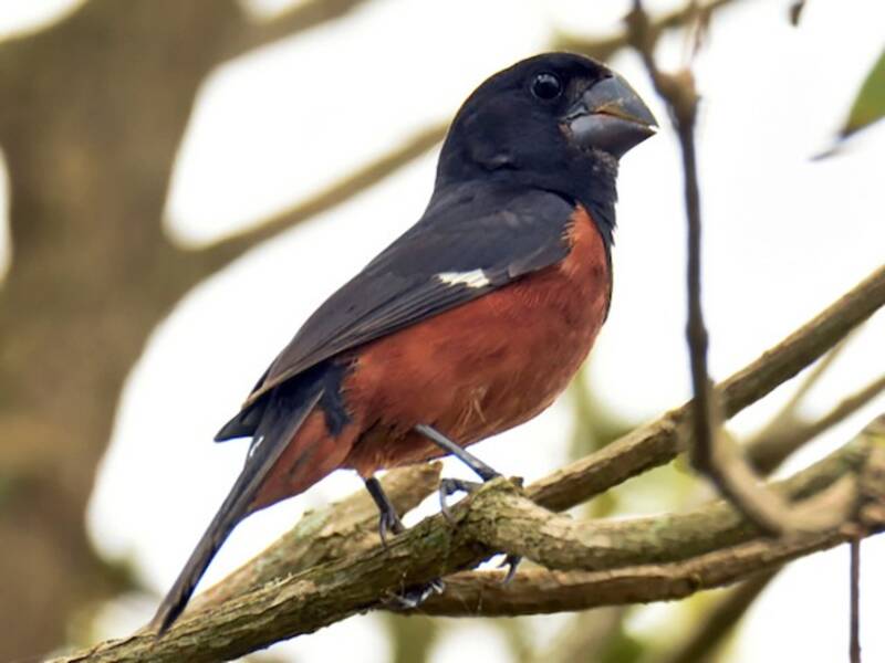 Kastanienbauch-Spornvogel, Fotos 3