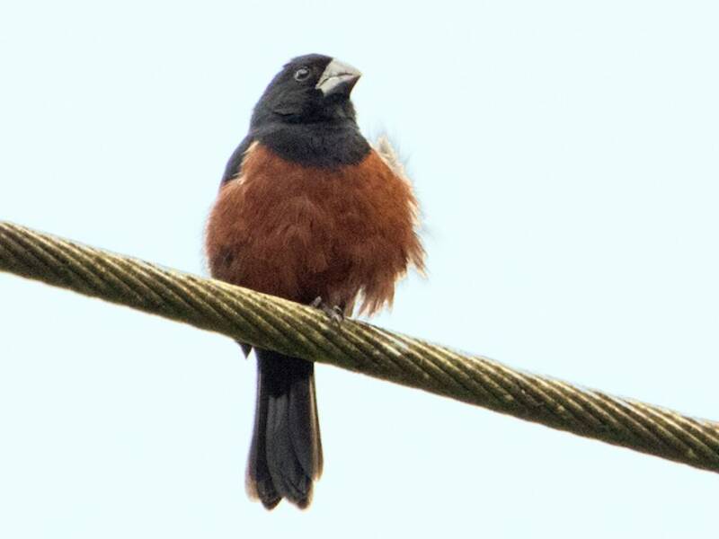 Kastanienbauch-Spornvogel, Fotos 4