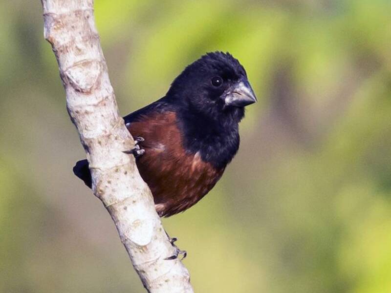 Kastanienbauch-Spornvogel, Fotos 2