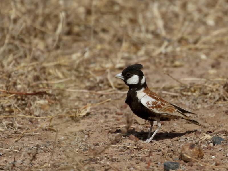 Allodola passerina dal dorso castano