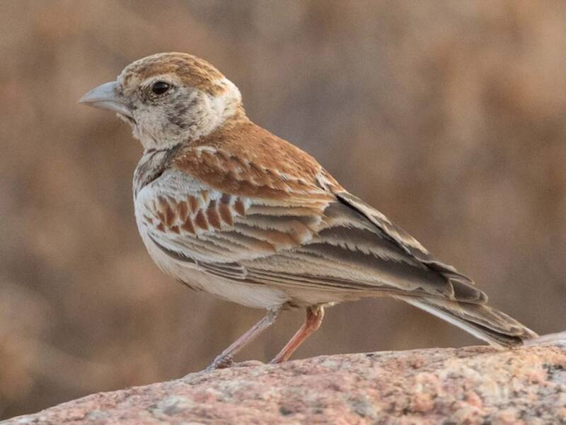 Moineau-alouette à dos roux, Photos 2