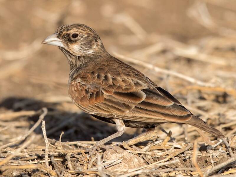 Moineau-alouette à dos roux, Photos 4