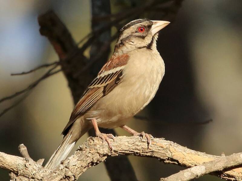 Passero tessitore dal dorso castano, Foto 3