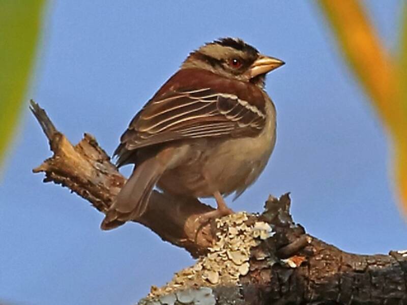 Passero tessitore dal dorso castano, Foto 4