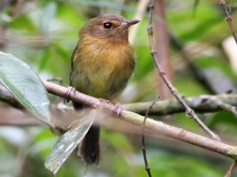 Cinnamon-breasted Tody-Tyrant, Photos 3
