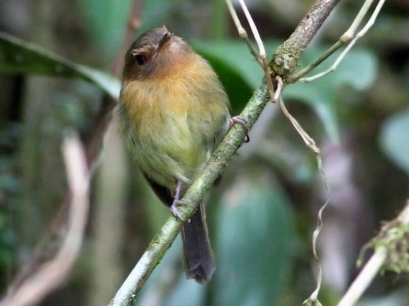 Cinnamon-breasted Tody-Tyrant, Photos 2