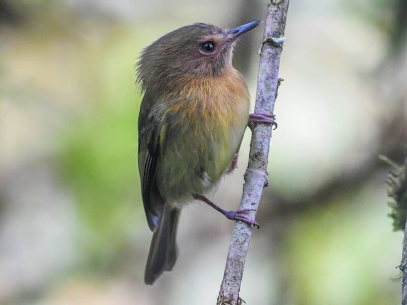 Cinnamon-breasted Tody-Tyrant, Photos 4