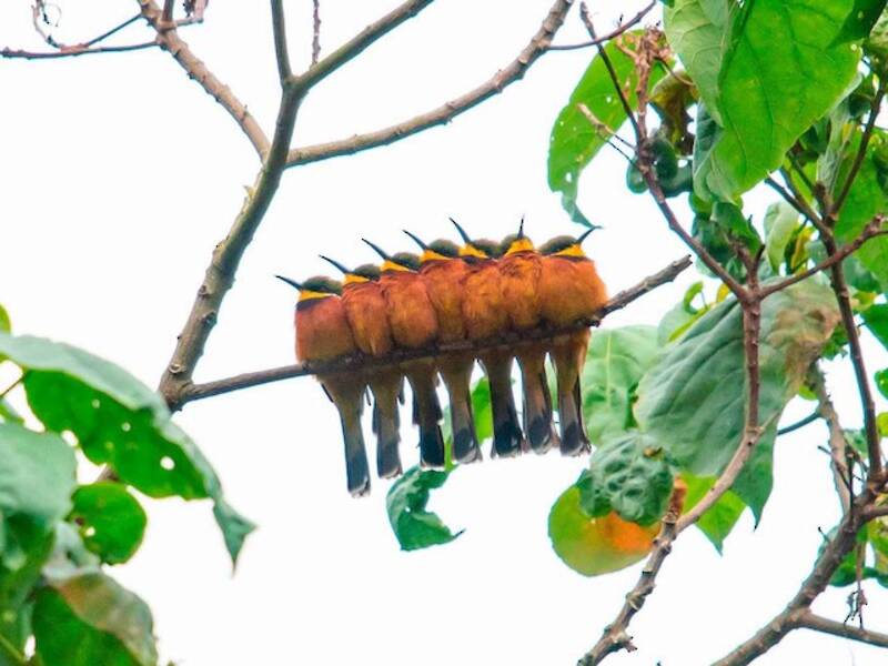 Cinnamon-chested Bee-eater
