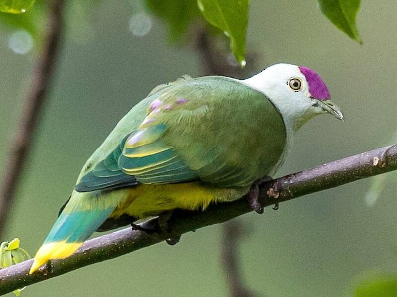 Crimson-crowned Fruit-Dove