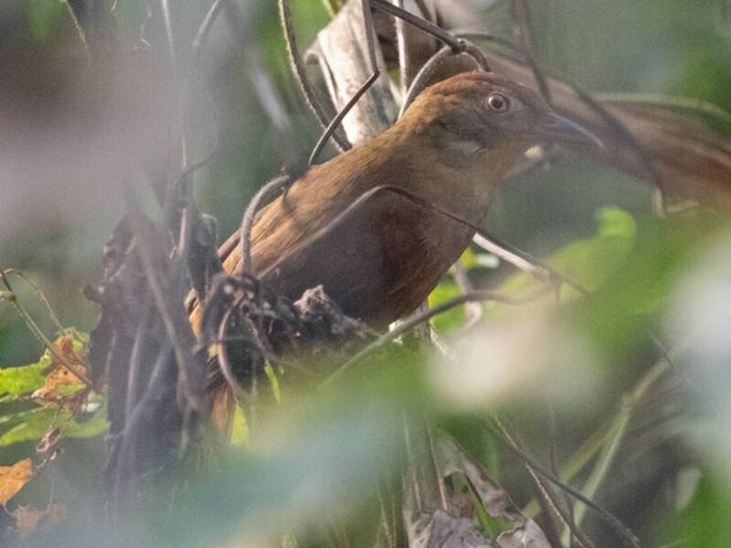 Cercafoglie corona castana, Foto 4