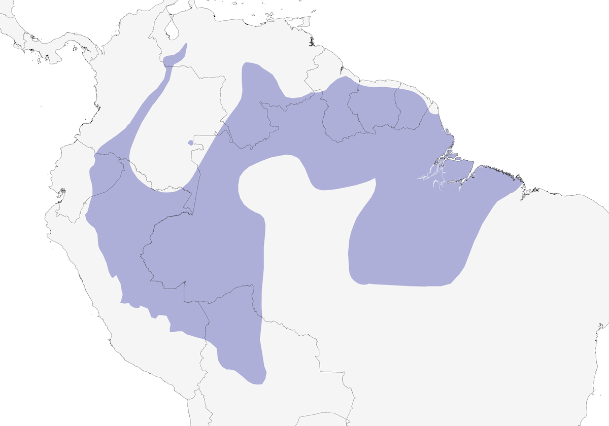 Cercafoglie corona castana, Distribuzione 1