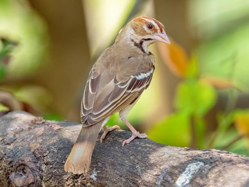 Chestnut-crowned Sparrow-Weaver, 照片 2