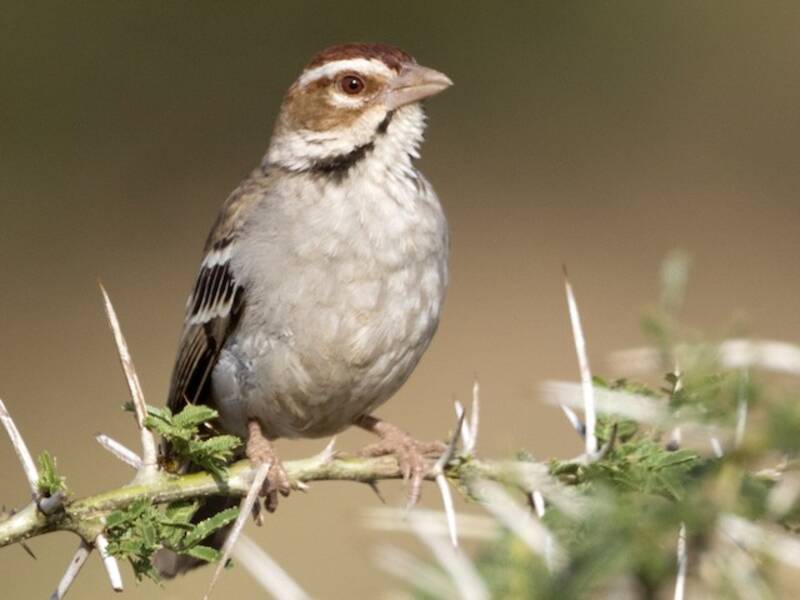 Chestnut-crowned Sparrow-Weaver, 照片 3