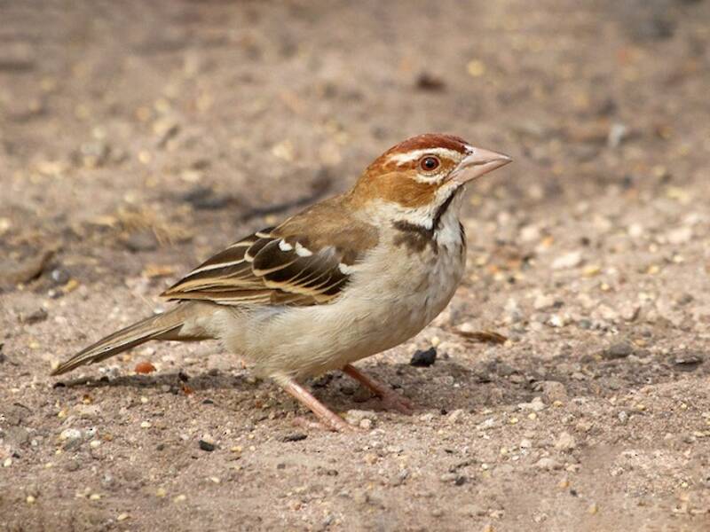 Chestnut-crowned Sparrow-Weaver, 照片 4