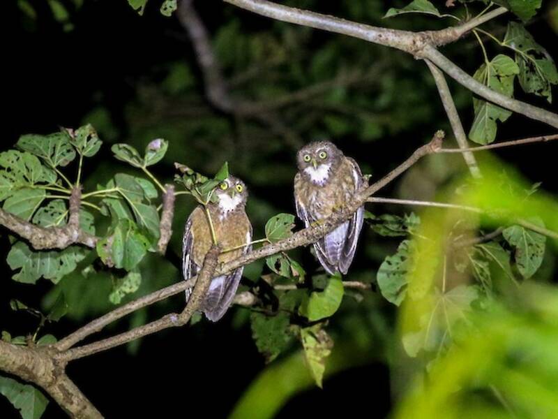 Cebu Boobook - Ninox rumseyi