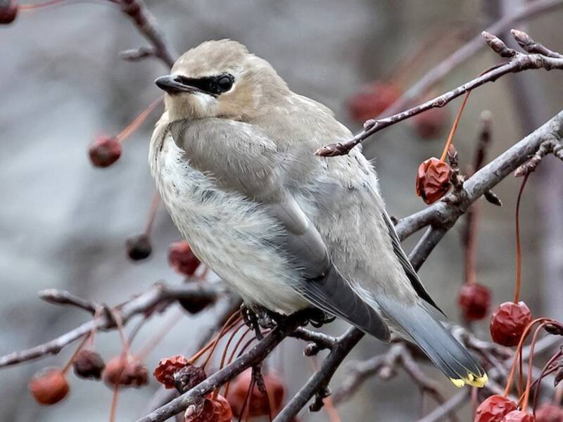 Cedar Waxwing, Photos 4