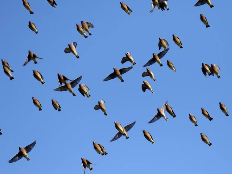 Cedar Waxwing, Photos 3