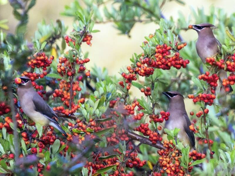 Cedar Waxwing, Photos 2